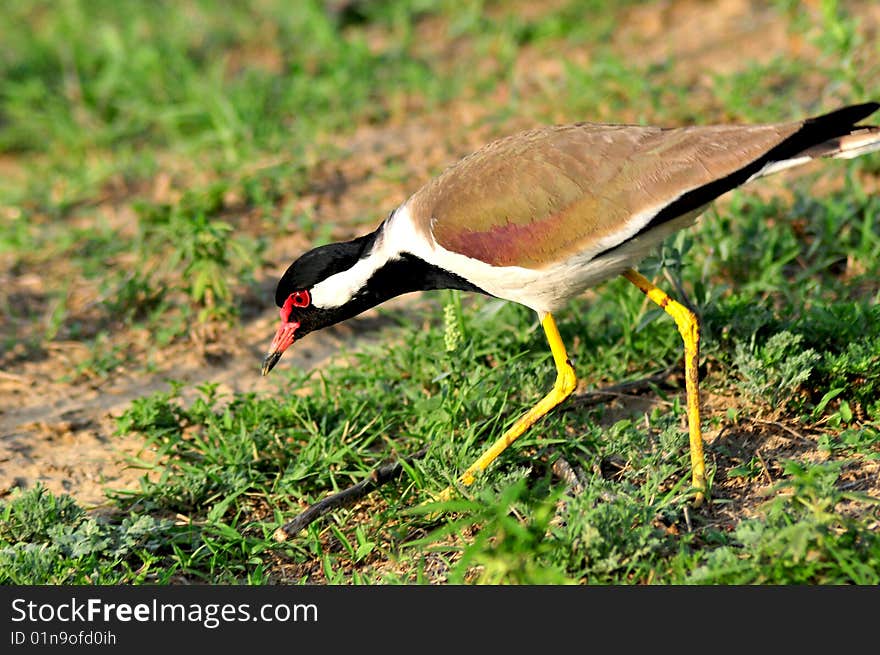 Red-wattled Lapwings are large waders, about 35cm long (somewhat larger than a Rock Pigeon, with longer legs). The wings and back are light brown with a purple sheen, but head and chest and front part of neck are black. Prominently white patch runs between these two colours, from belly and tail, flanking the neck to the sides of crown. Short tail is tipped black. A red fleshy wattle in front of each eye, black-tipped red bill, and the long legs are yellow. In flight, prominent white wing bars formed by the white on the secondary coverts.

Race aigneri is slightly paler and larger than the nominate race and is found in Afghanistan and the Indus valley. The nominate race is found all over India. The Sri Lankan race lankae is smaller and dark while atronuchalis the race in north-eastern India and eastern Bangladesh has a white cheek surrounded by black.

Males and females are similar in plumage but males have a 5% longer wing and tend to have a longer carpal spur. The length of the birds is 320-350mm, wing of 208-247mm with the nominate averaging 223mm, Sri Lanka 217mm. The Bill is 31-36mm and tarsus of 70-83mm. Tail length is 104-128mm.

It usually keeps in pairs or trios in well-watered open country, ploughed fields, grazing land, and margins and dry beds of tanks and puddles. They occasionally form large flocks, ranging from 26 to 200 birds. Red-wattled Lapwings are large waders, about 35cm long (somewhat larger than a Rock Pigeon, with longer legs). The wings and back are light brown with a purple sheen, but head and chest and front part of neck are black. Prominently white patch runs between these two colours, from belly and tail, flanking the neck to the sides of crown. Short tail is tipped black. A red fleshy wattle in front of each eye, black-tipped red bill, and the long legs are yellow. In flight, prominent white wing bars formed by the white on the secondary coverts.

Race aigneri is slightly paler and larger than the nominate race and is found in Afghanistan and the Indus valley. The nominate race is found all over India. The Sri Lankan race lankae is smaller and dark while atronuchalis the race in north-eastern India and eastern Bangladesh has a white cheek surrounded by black.

Males and females are similar in plumage but males have a 5% longer wing and tend to have a longer carpal spur. The length of the birds is 320-350mm, wing of 208-247mm with the nominate averaging 223mm, Sri Lanka 217mm. The Bill is 31-36mm and tarsus of 70-83mm. Tail length is 104-128mm.

It usually keeps in pairs or trios in well-watered open country, ploughed fields, grazing land, and margins and dry beds of tanks and puddles. They occasionally form large flocks, ranging from 26 to 200 birds.