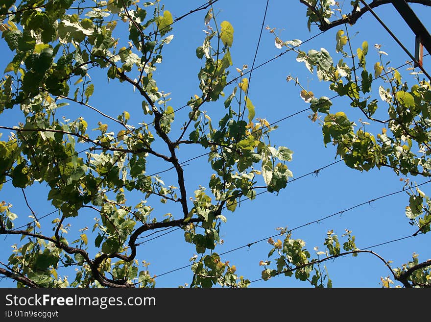 Porto vine grape on blue sky