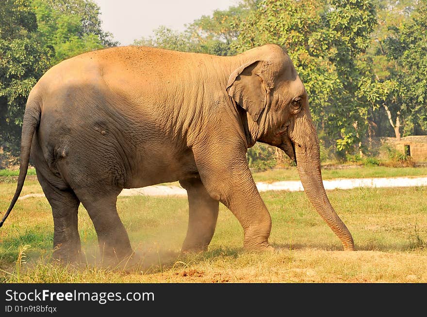 Indian Elephant