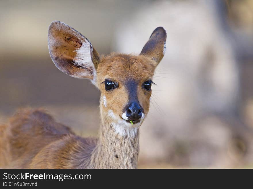 A small Bushbuck is a forest Dweller. A small Bushbuck is a forest Dweller