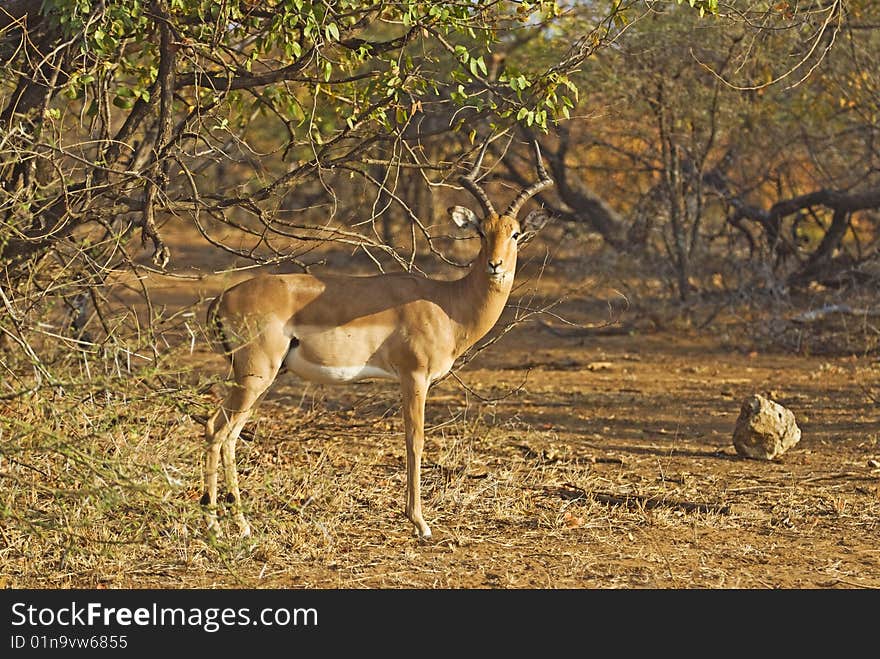 Impala Ram