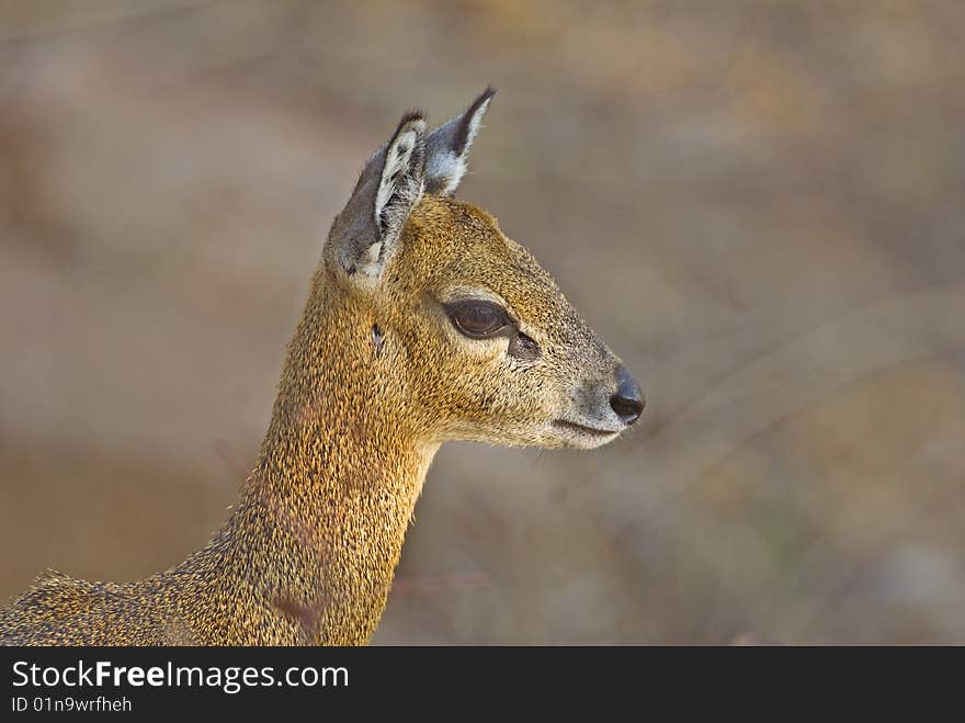 Klipspringer