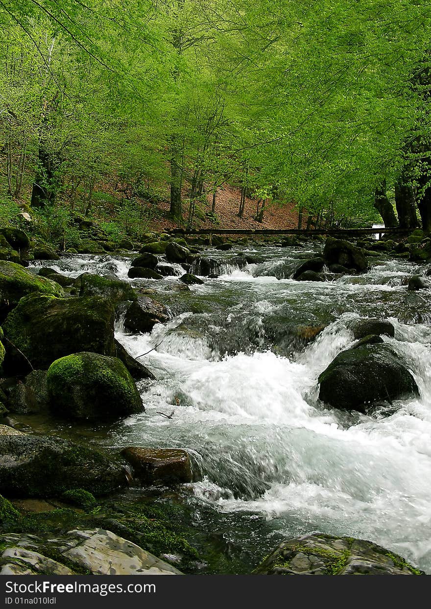 Foamy river in the deep green forest. Foamy river in the deep green forest