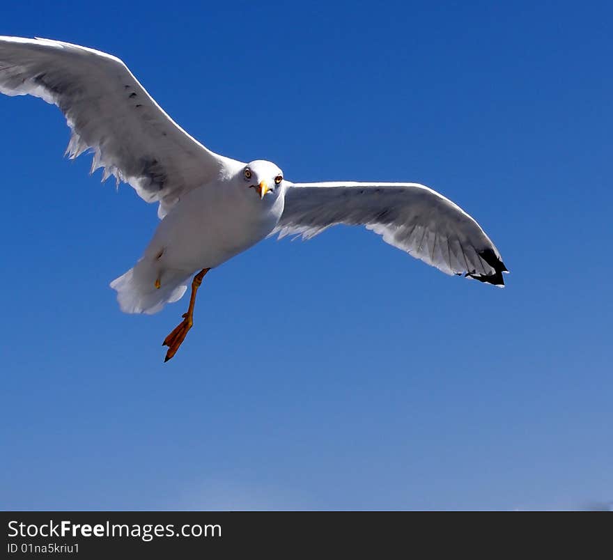 Brave seagull