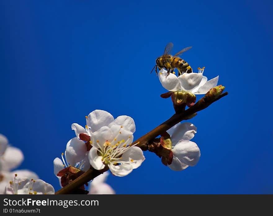 Bee Pollinating on peach flowers