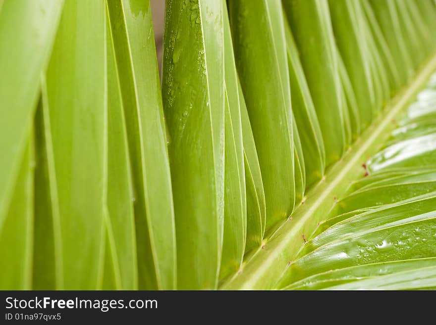 Palm leaf with DOF effect