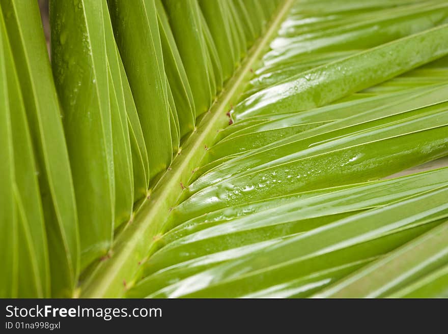 Palm leaf with DOF effect