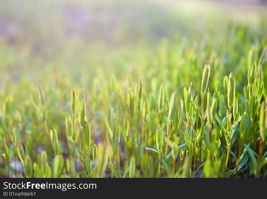 Green Grass