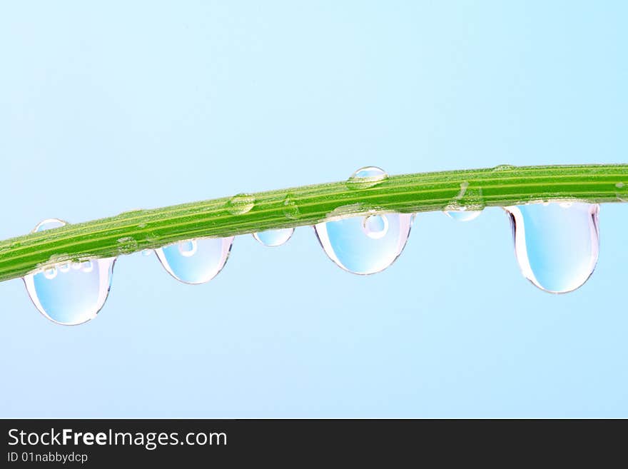 Waterdropson a plant isolated on blue