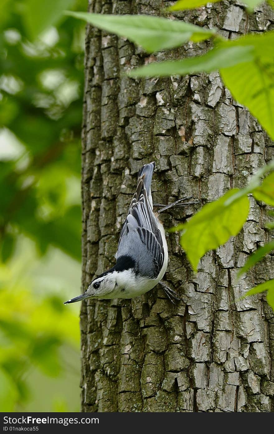 Nuthatch clinging to tree in forest. Nuthatch clinging to tree in forest