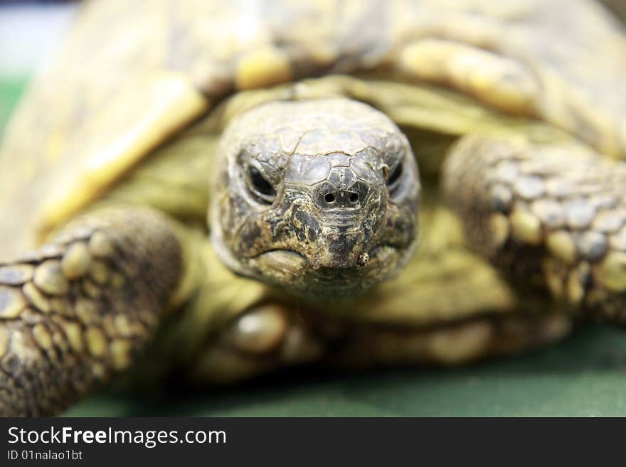 Close up of a 35 years old turtle. Close up of a 35 years old turtle