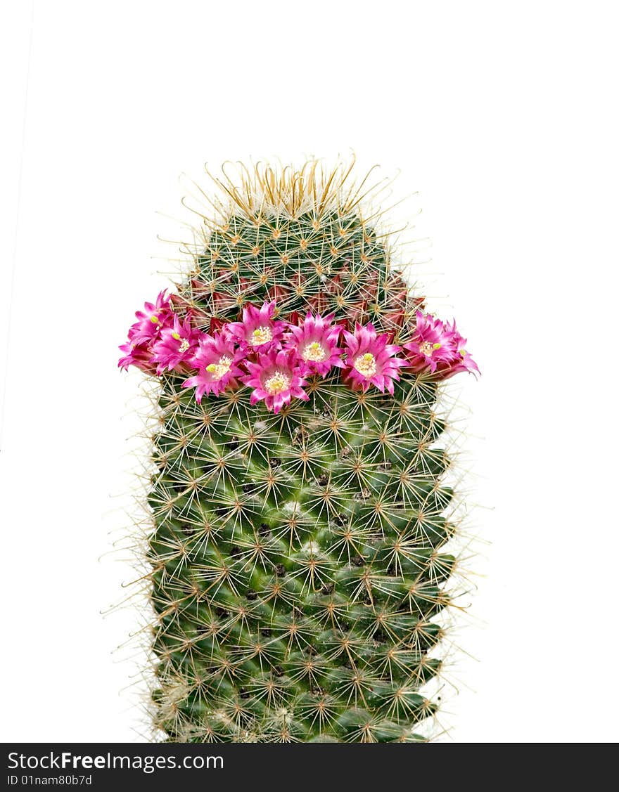 Flowering Cactus