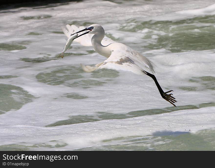 Egret getting fish