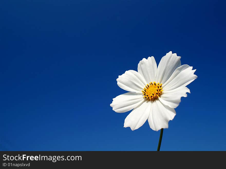 White Chrysanthemum for background