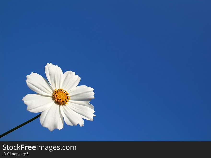 White Chrysanthemum for background