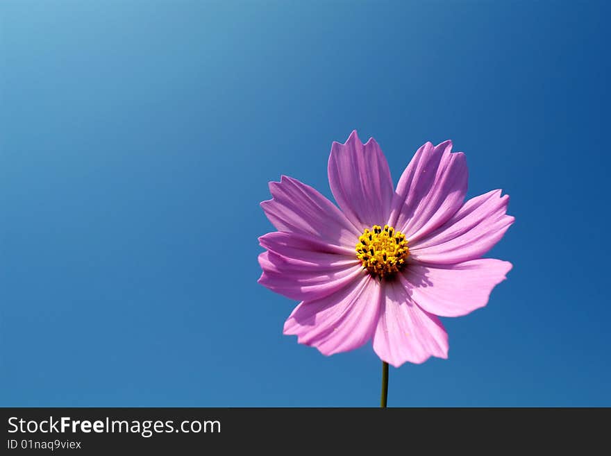 Pink Chrysanthemum For Background