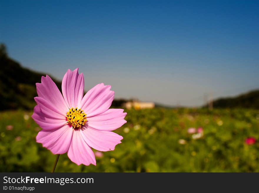 White Chrysanthemum for background