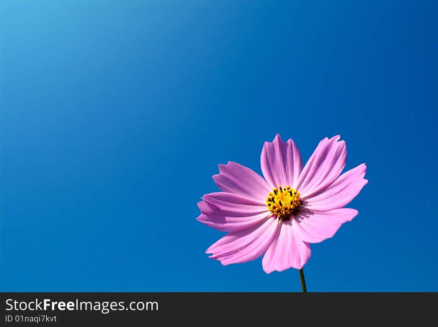 White Chrysanthemum for background