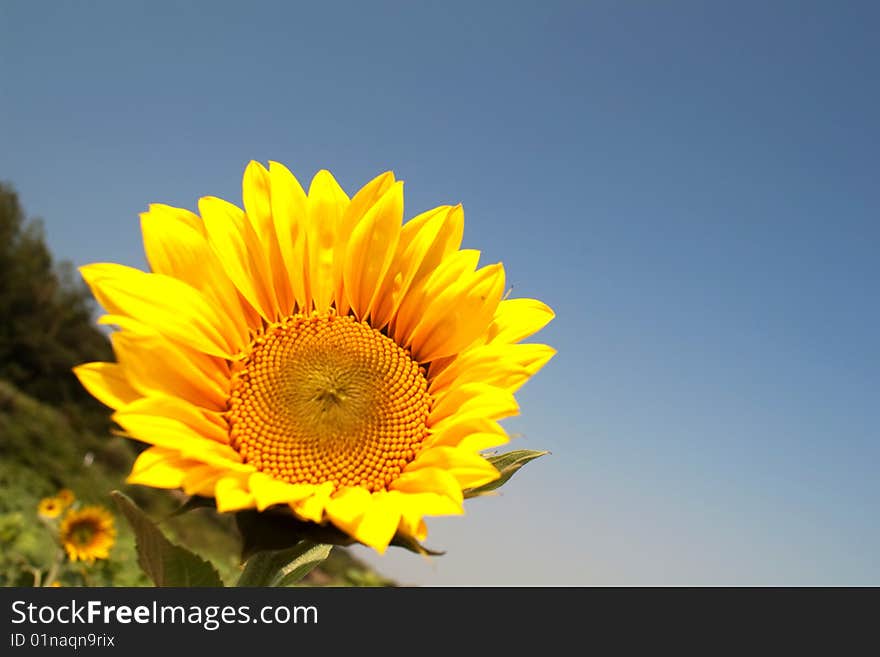 Sunflower for background mix with sky blue