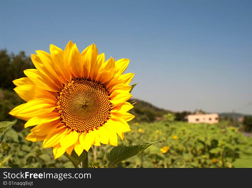 Sunflower for background mix with sky blue