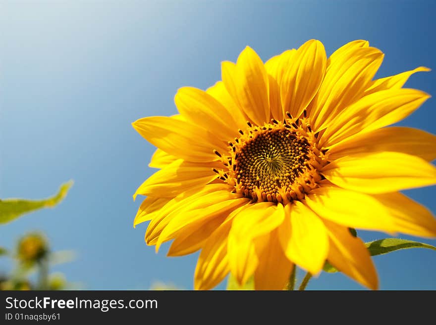 Sunflower for background mix with sky blue