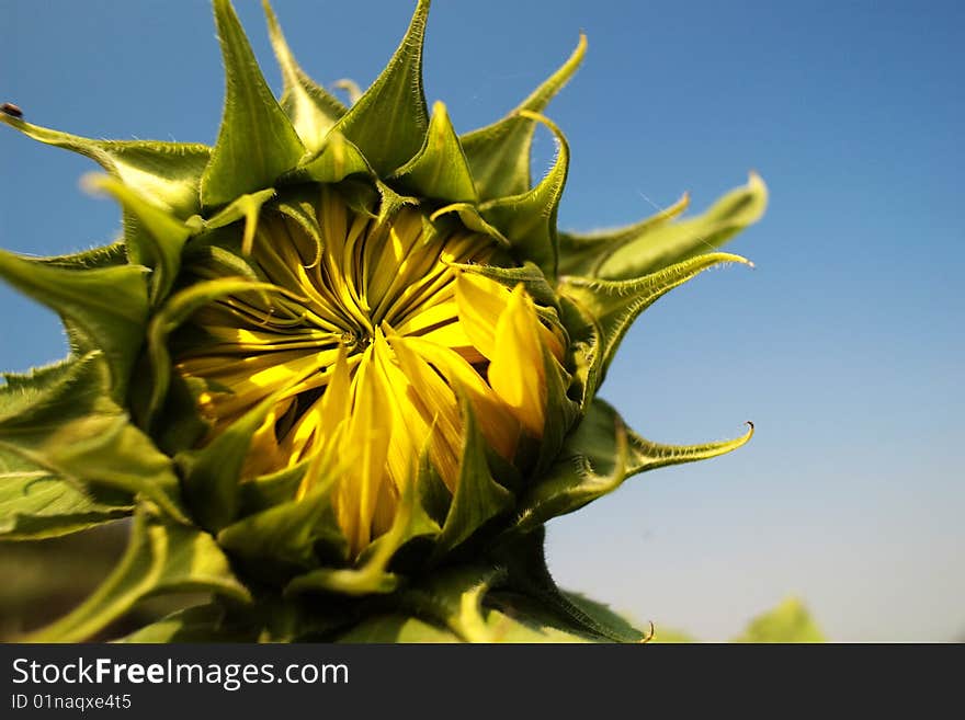 Sunflower for background mix with sky blue