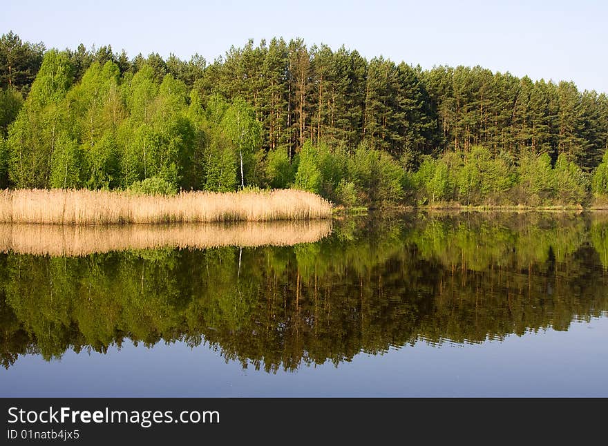 Green spring tree near the water with reflection. Green spring tree near the water with reflection