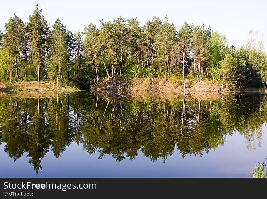 Green spring tree near the water with reflection. Green spring tree near the water with reflection