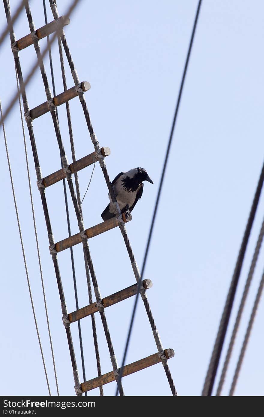 Crow Standin on Rope Ladder of an old Sailing ship