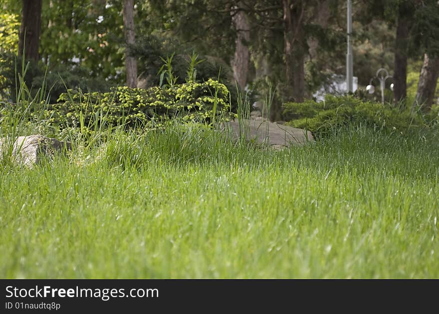 Green grass and composition from trees. Green grass and composition from trees.