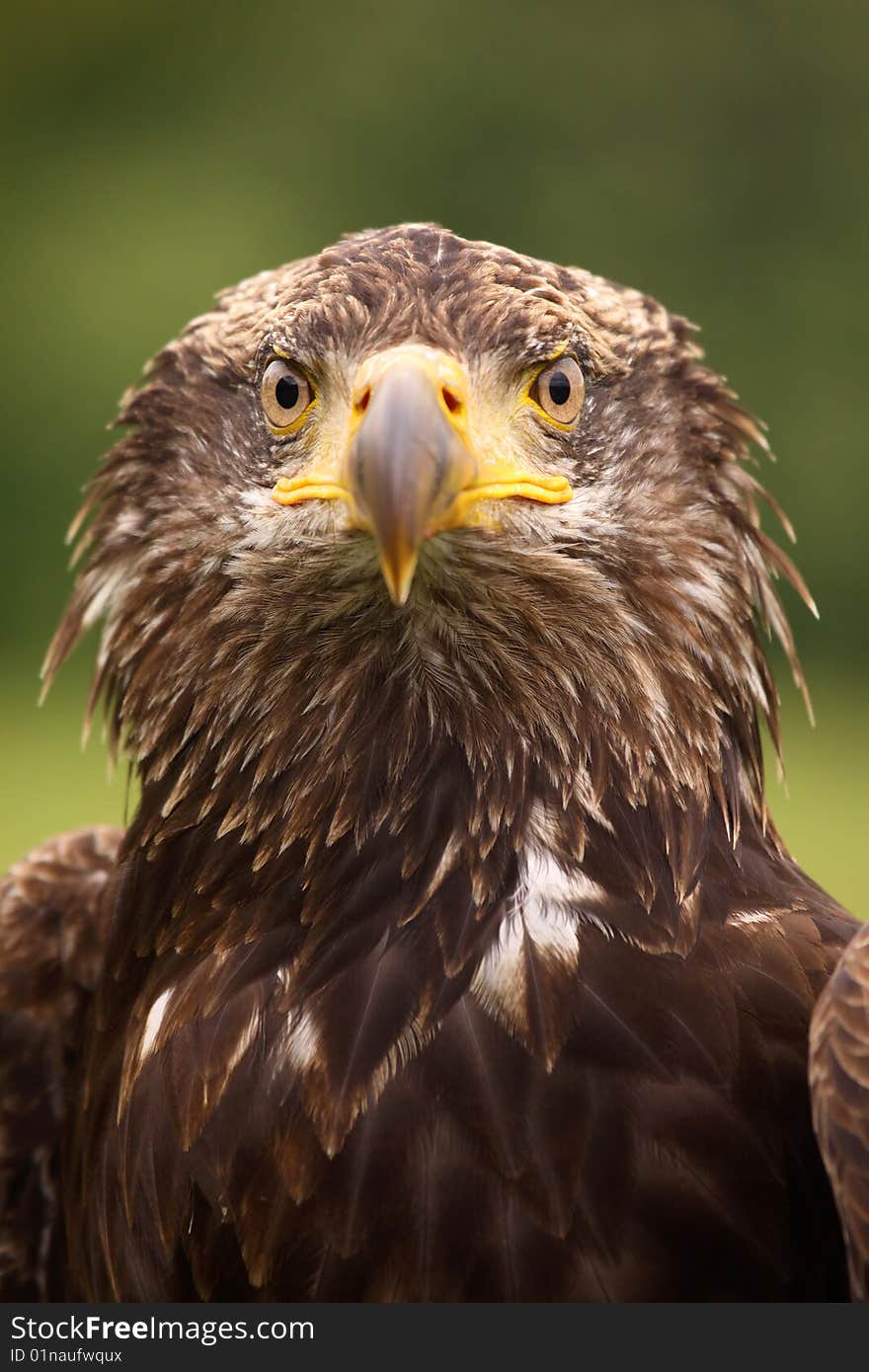 Young Bald Eagle Looking At You