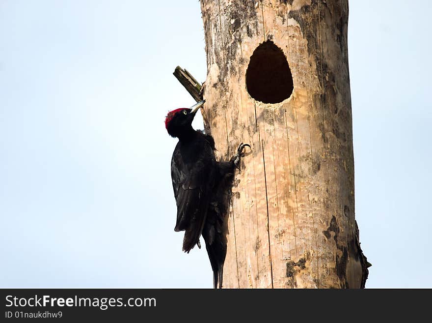 Wild bird in sunny spring day afternoon time