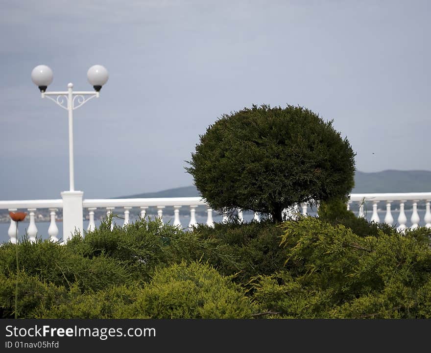 Bed of green coniferous trees on sea quay. Bed of green coniferous trees on sea quay.