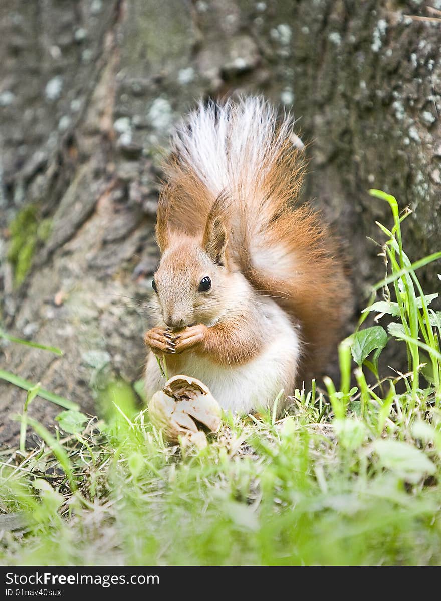 Squirrel eats a nut on a green grass