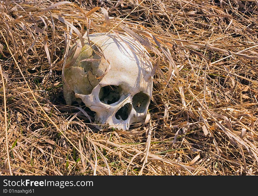 Human skull in yellow grass