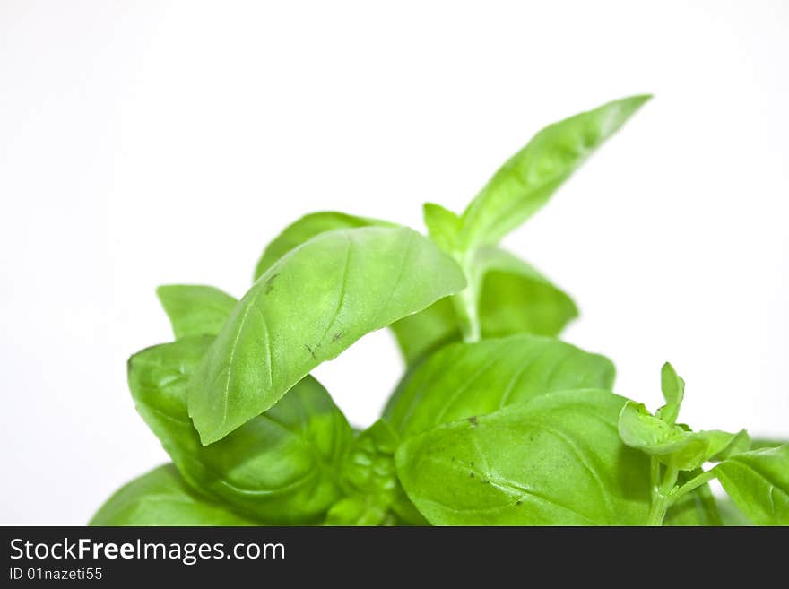 Basil plant in white pot, background. Basil plant in white pot, background