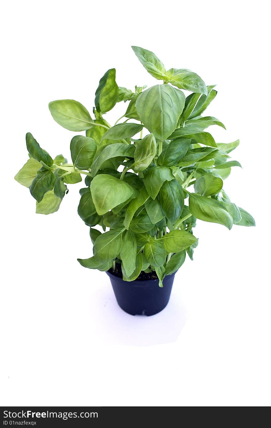 Basil plant in white pot, background. Basil plant in white pot, background