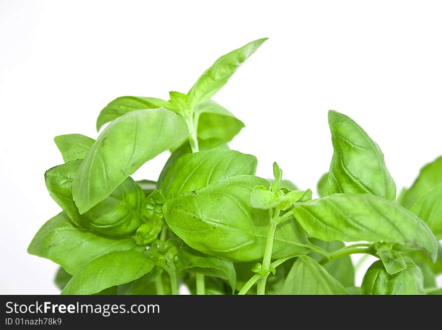 Basil plant in white pot, background. Basil plant in white pot, background