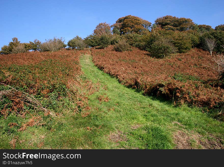 Grassy path through bracken in the fall. Grassy path through bracken in the fall