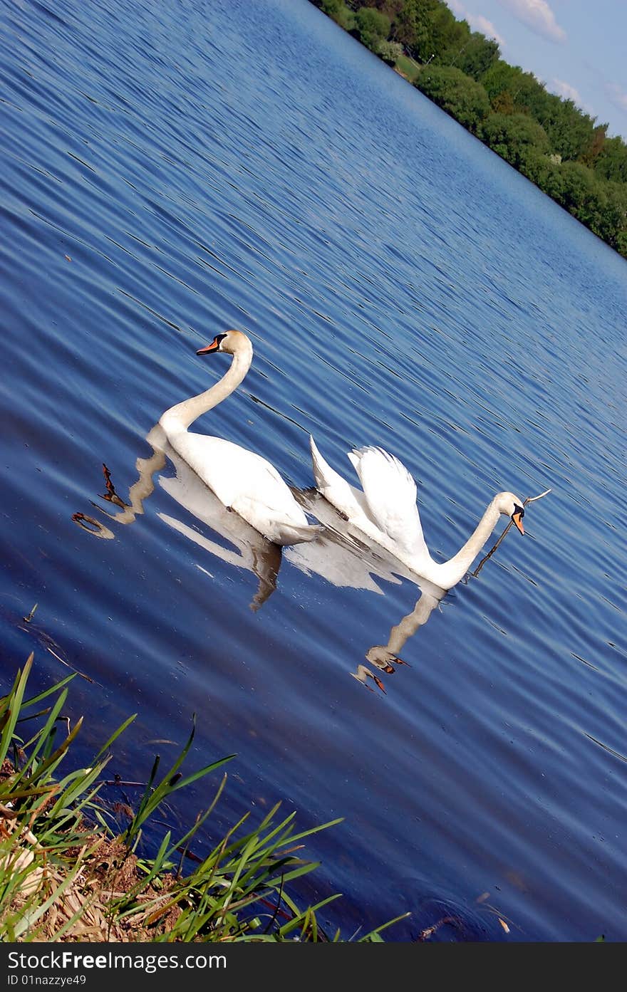 White swan swimming on pond