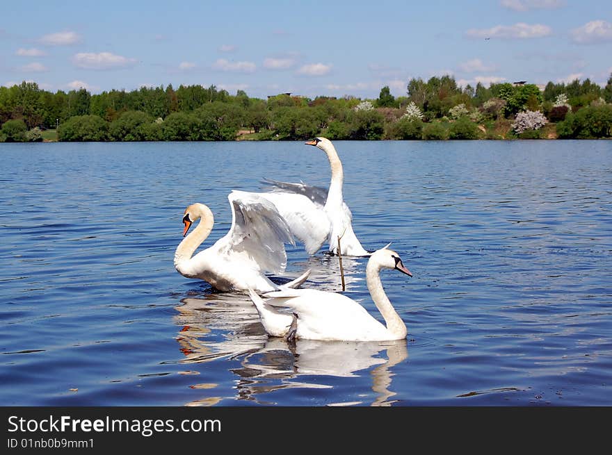 White swan swimming on pond