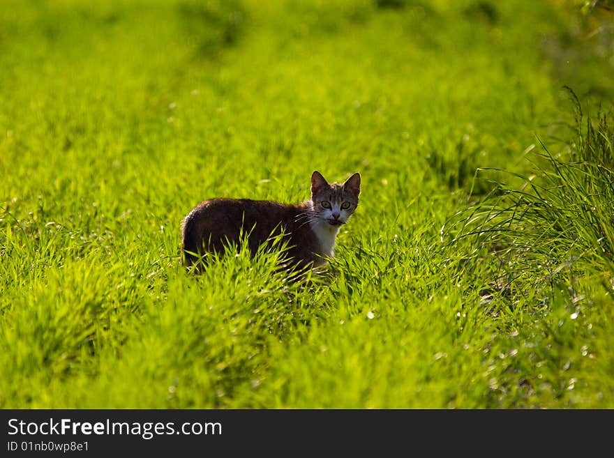 Cat without name walking in beautifull sunny day