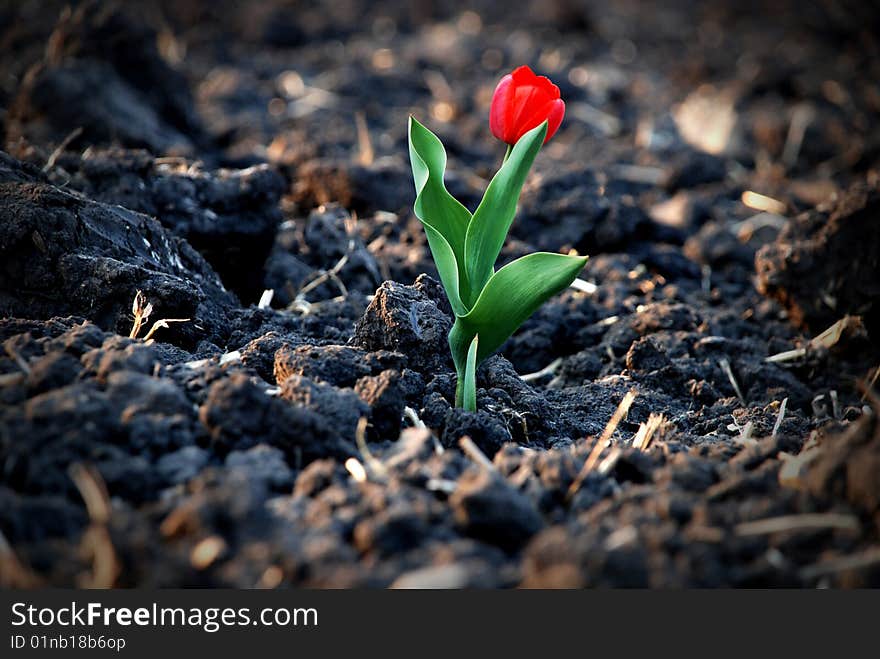Lonely red tulip in the field