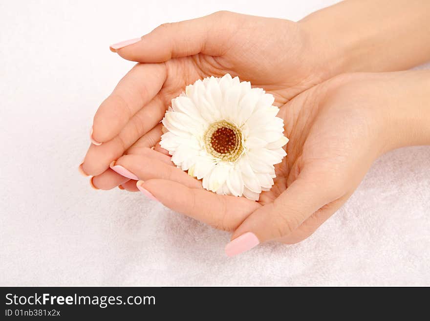 White flower in a handful, isolated on a white background. White flower in a handful, isolated on a white background