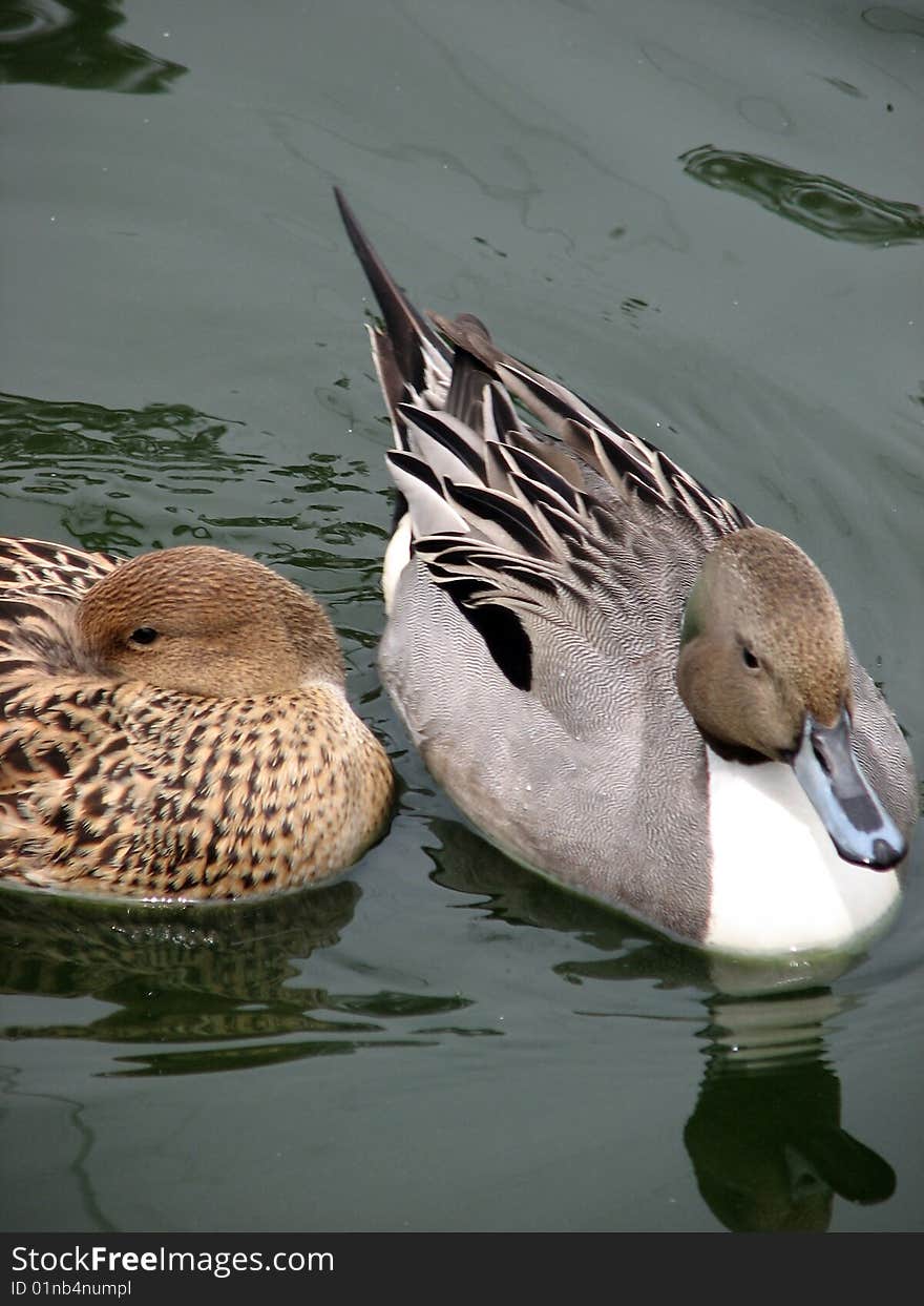 Two Duck