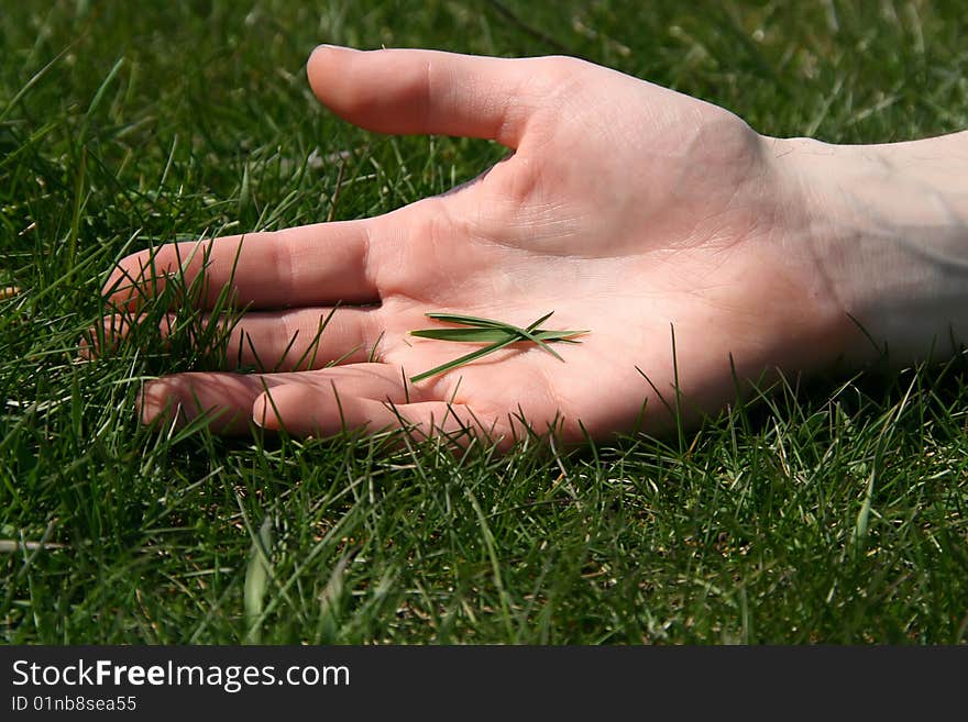 A male hand with some blades of grass on the palm. A male hand with some blades of grass on the palm.