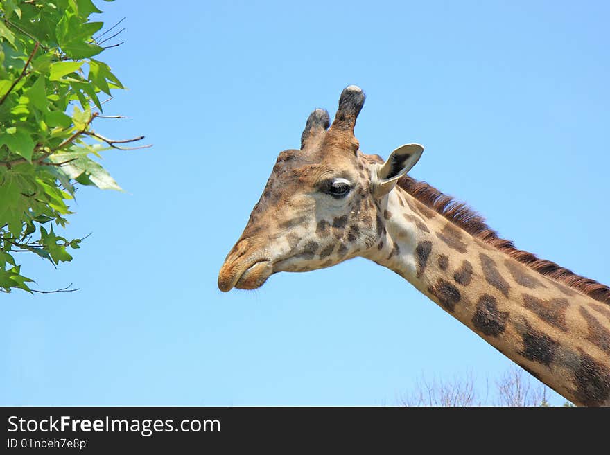 Giraffe on the sky background