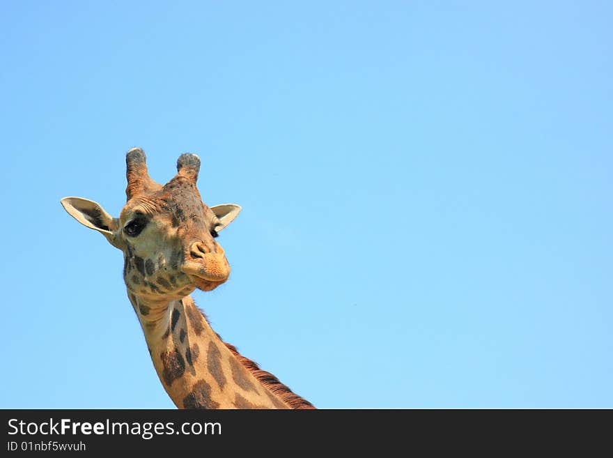 Giraffe on the sky background