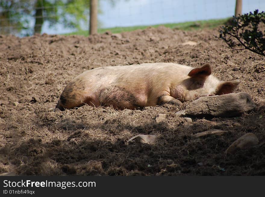 Pig Sleeping