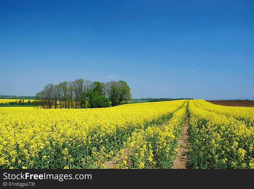 Field of rape during the spring. Field of rape during the spring